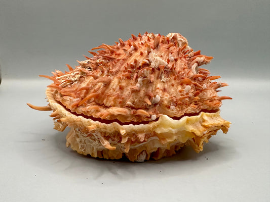 Spondylus Shell Pair 5" - Exact Shell Shown