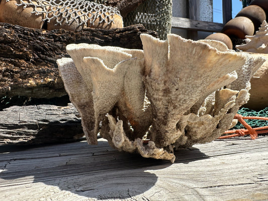 Vintage Natural Poca Coral - 7x8x4.5"