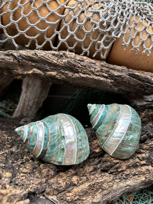 Large Banded Jade & Pearl Turbo Shell- 2 Sizes