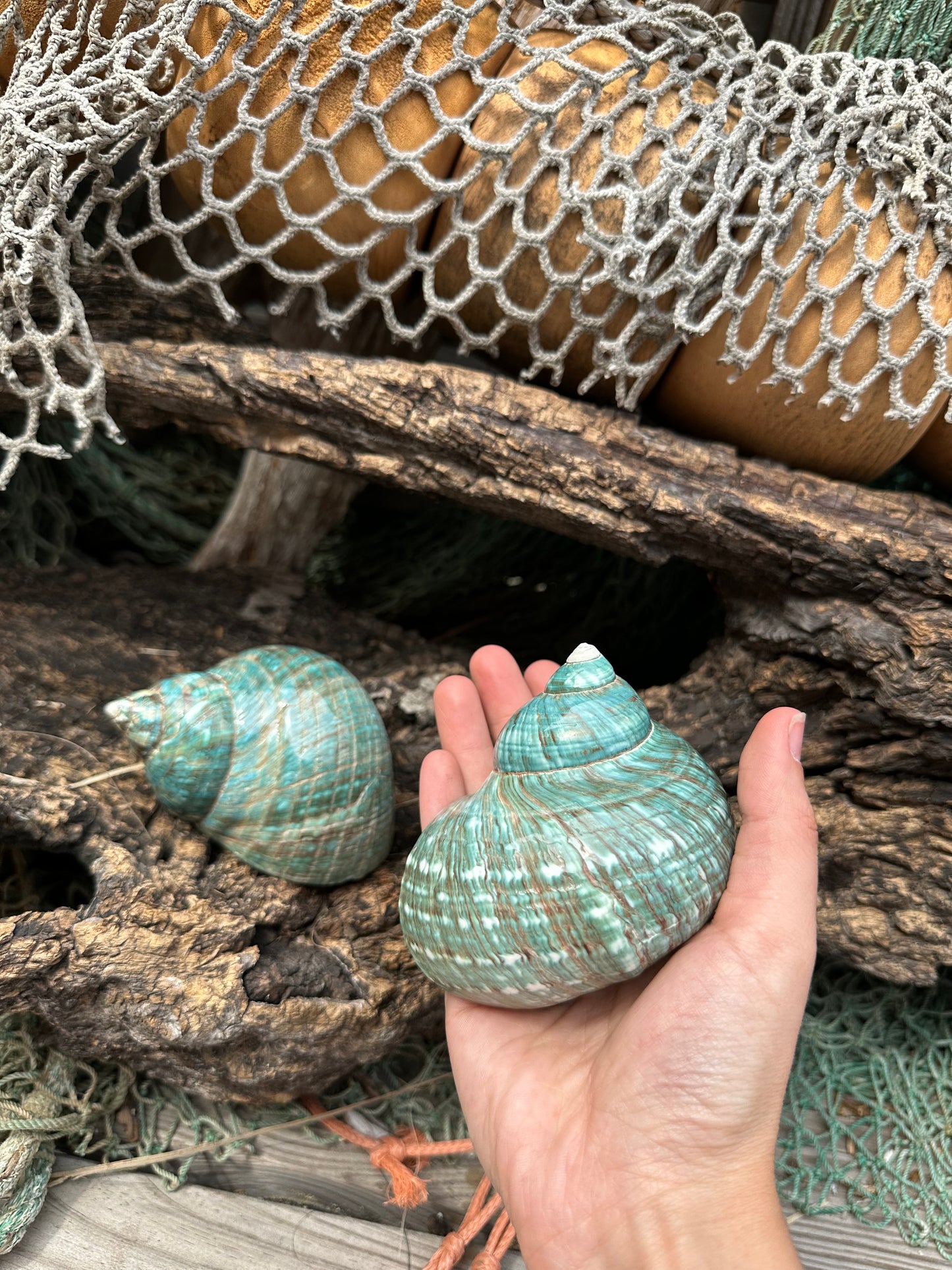 Large Polished Jade Turbo - Turbo burgessi