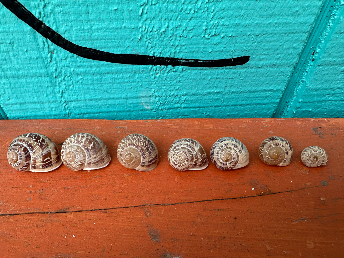 7 Shell Growth Series Tingitana seguyana Land Snail