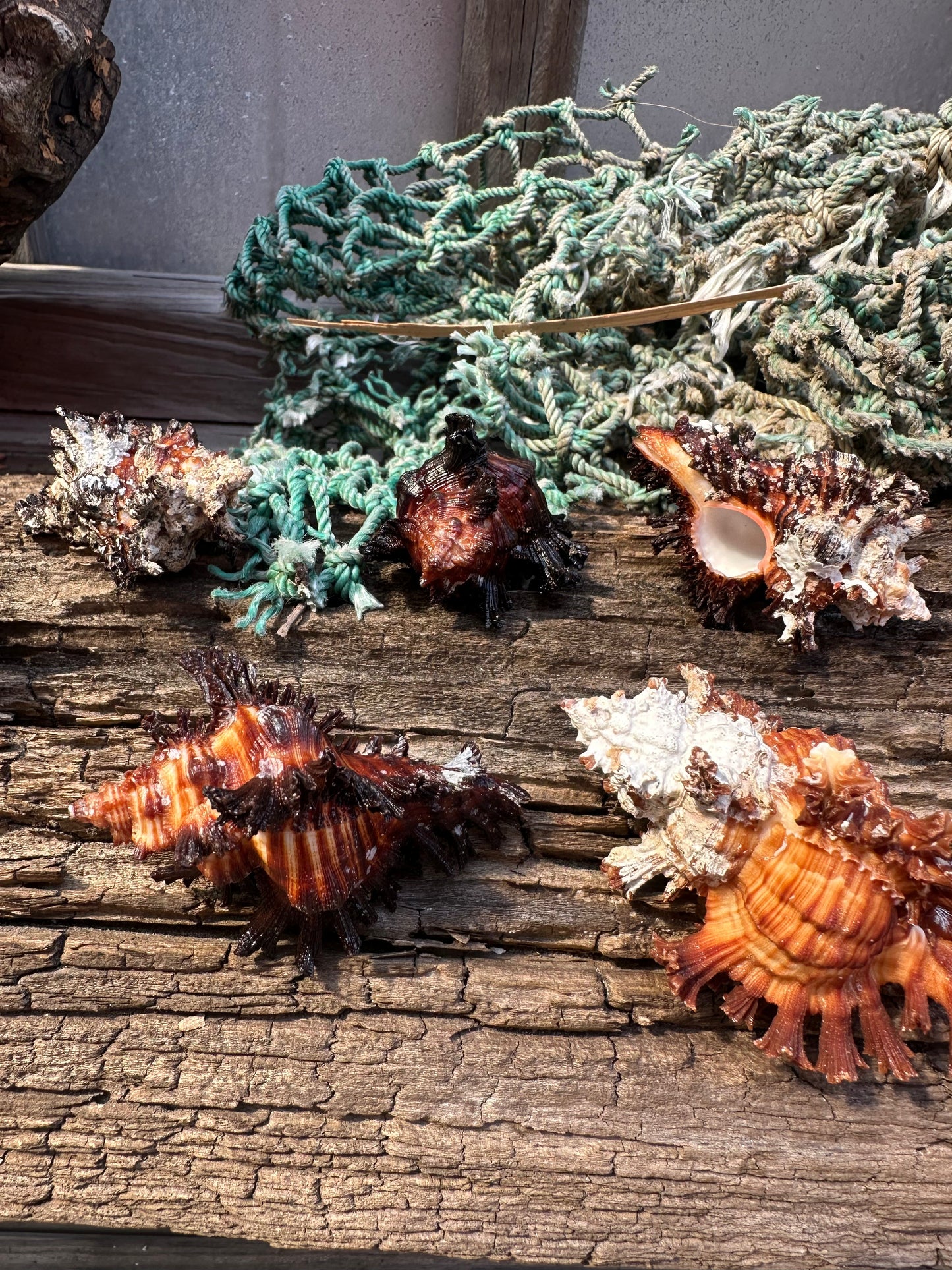 Adusta Murex, Burnt Murex - Chicoreus brunneus