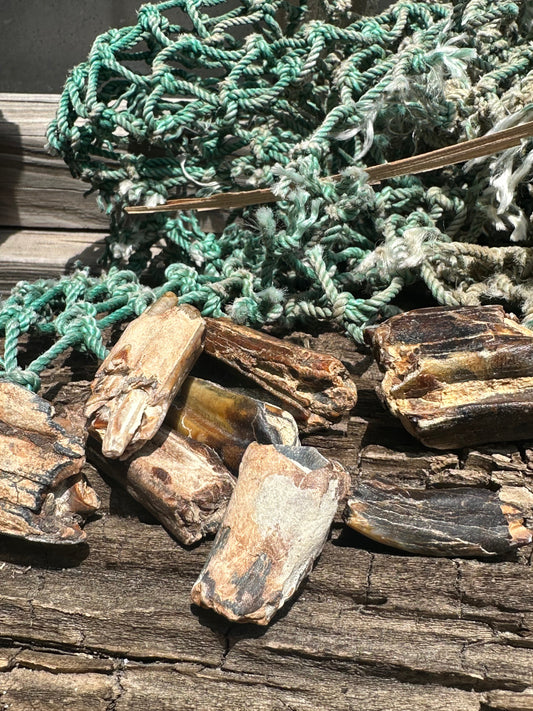 Fossilized Equus Horse Teeth Fragments