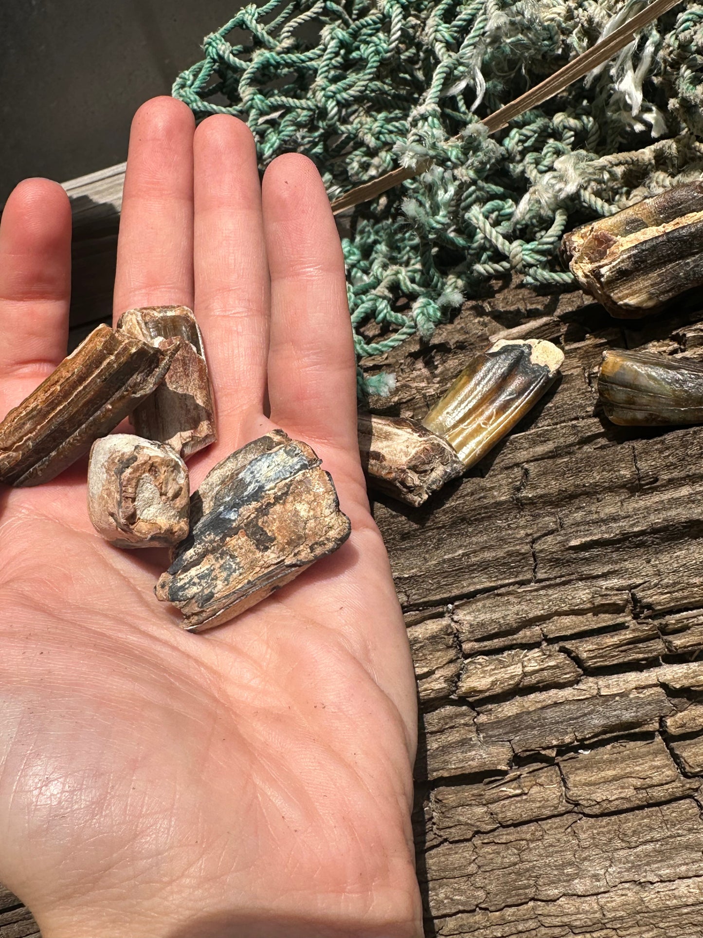 Fossilized Equus Horse Teeth Fragments