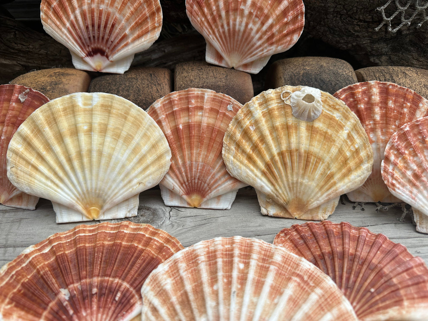 Beautiful Irish Flat Scallop Shells
