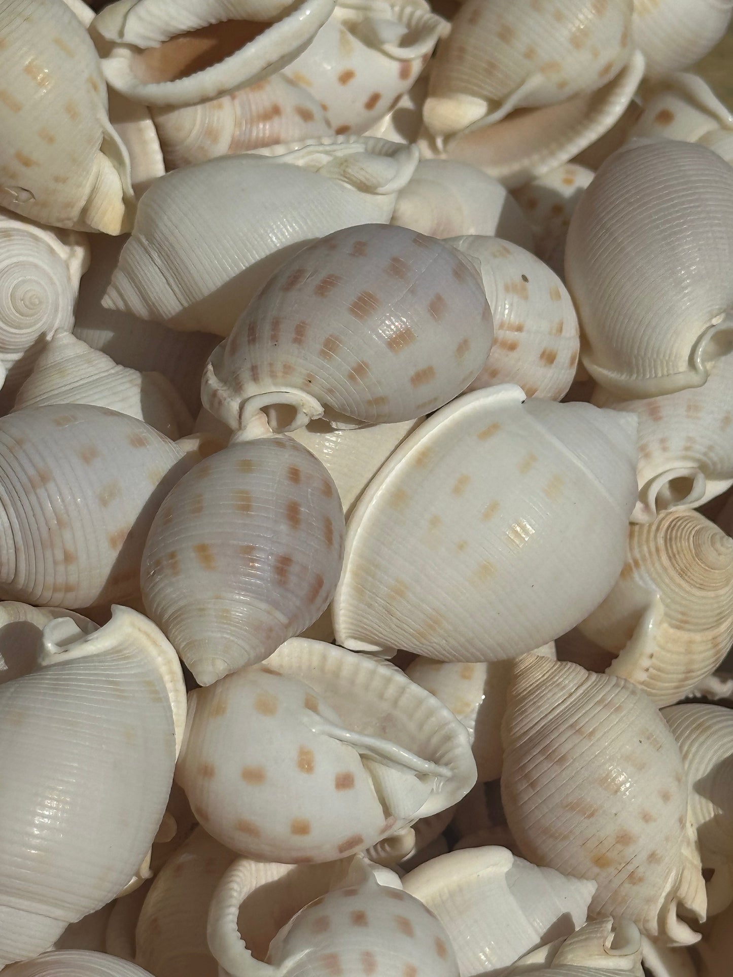 Assorted Bonnet Shell