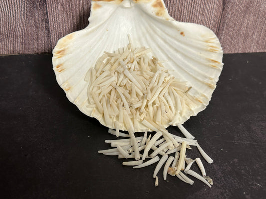 Tusk Shells- Dentalium/ White or Dyed Colorful