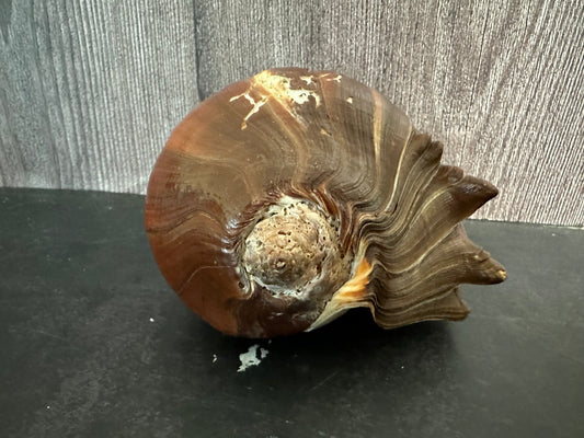 Fiber Pacific Crown Conch Shell (Melongena patula) 4-7"