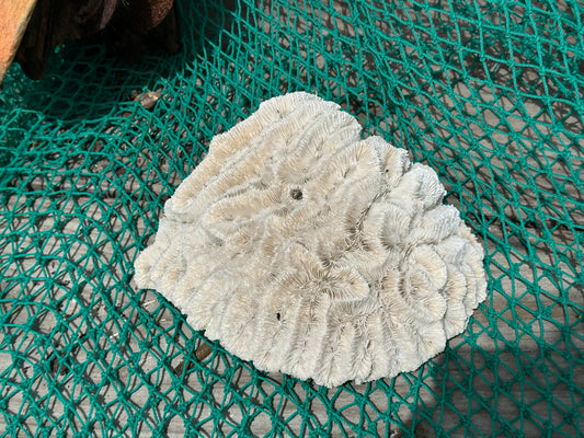 Vintage Open Brain Maze Coral Cluster 9x7.5x3"