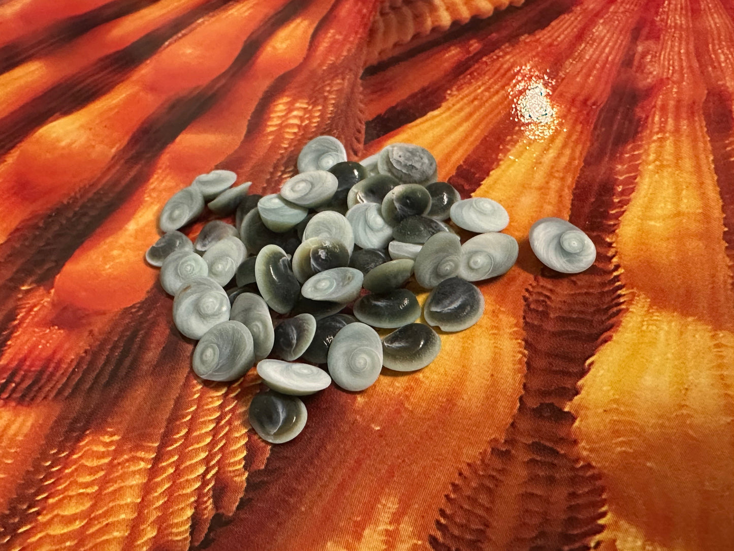 Teeny Tiny Blue Operculum