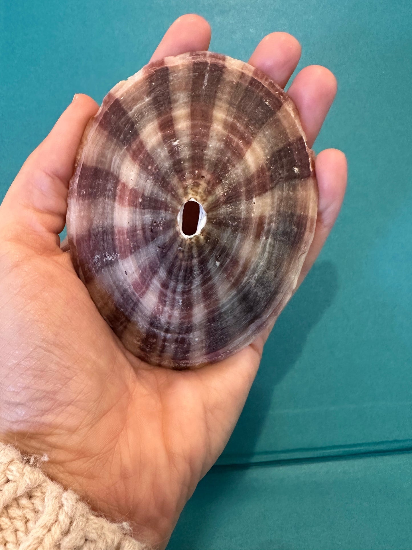 Cuming's Keyhole Limpet- Fissurella cumingi with Documentation