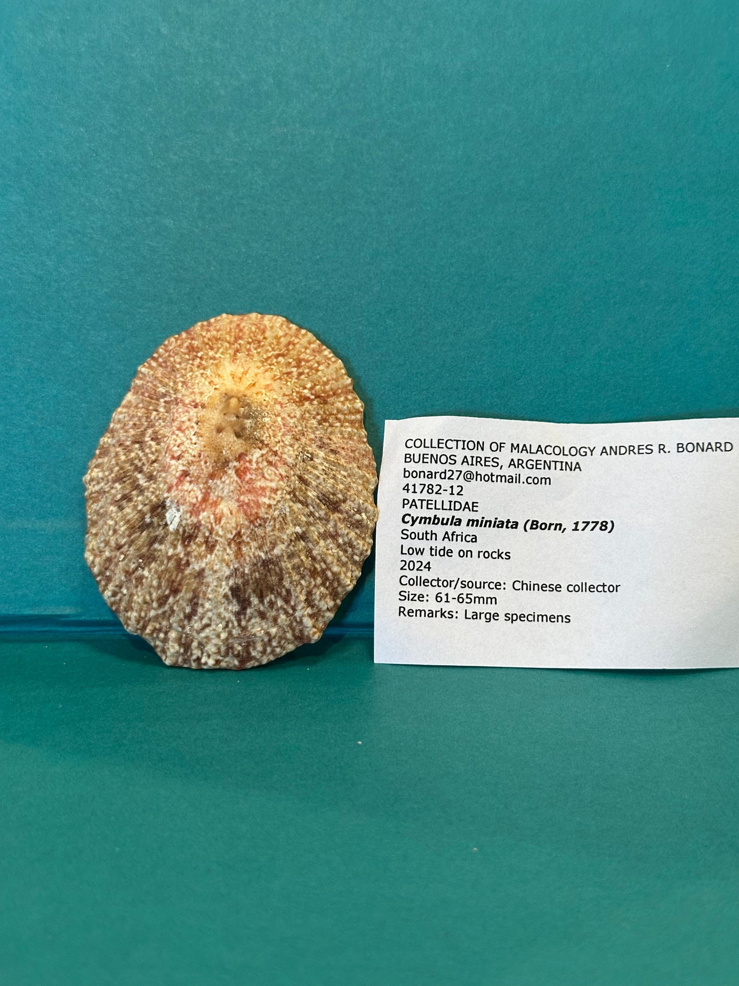 Pink Rayed Limpet - Cymbula miniata with Documentation