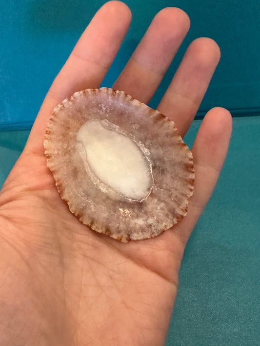 Pink Rayed Limpet - Cymbula miniata with Documentation