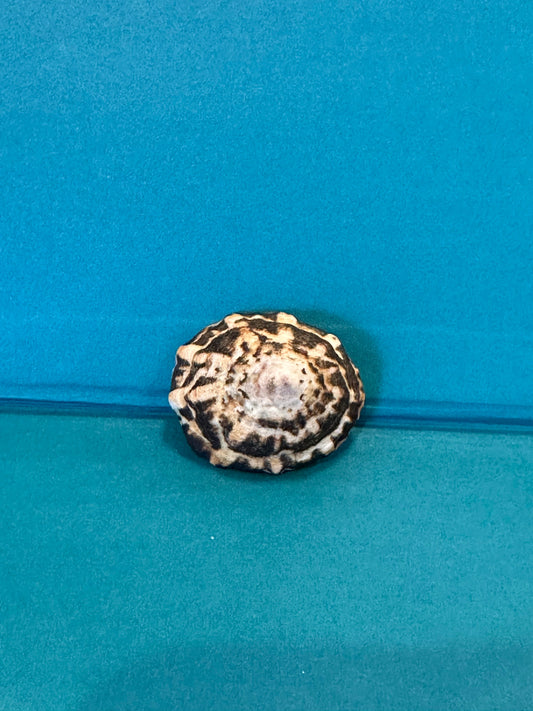 Zebra Limpet - Scurria zebrina with Documentation