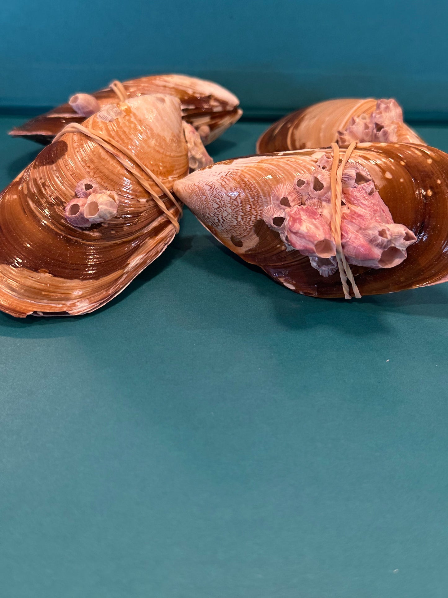 Natural Mussel Pairs with Barnacles