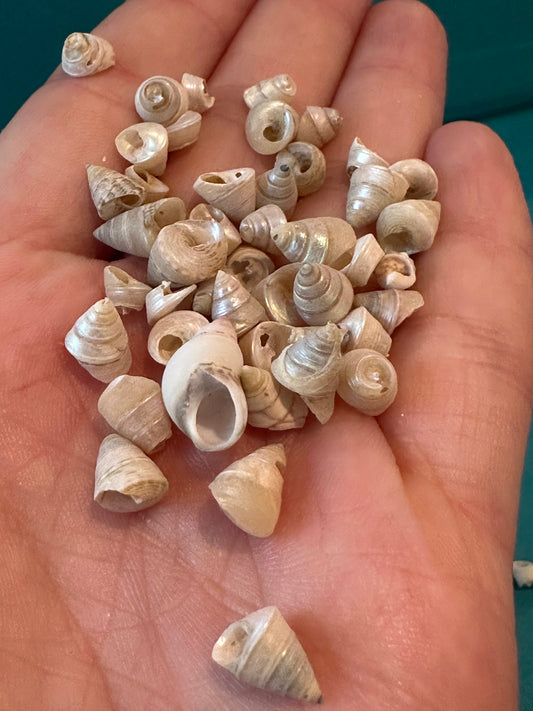 Mini Pearl Trochus Venetian Pearls