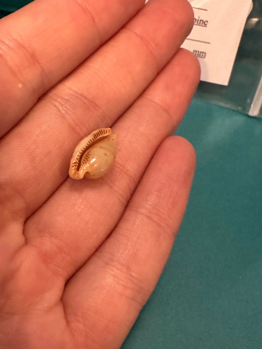 Martin's Cowrie - Cypraea martini with Documentation