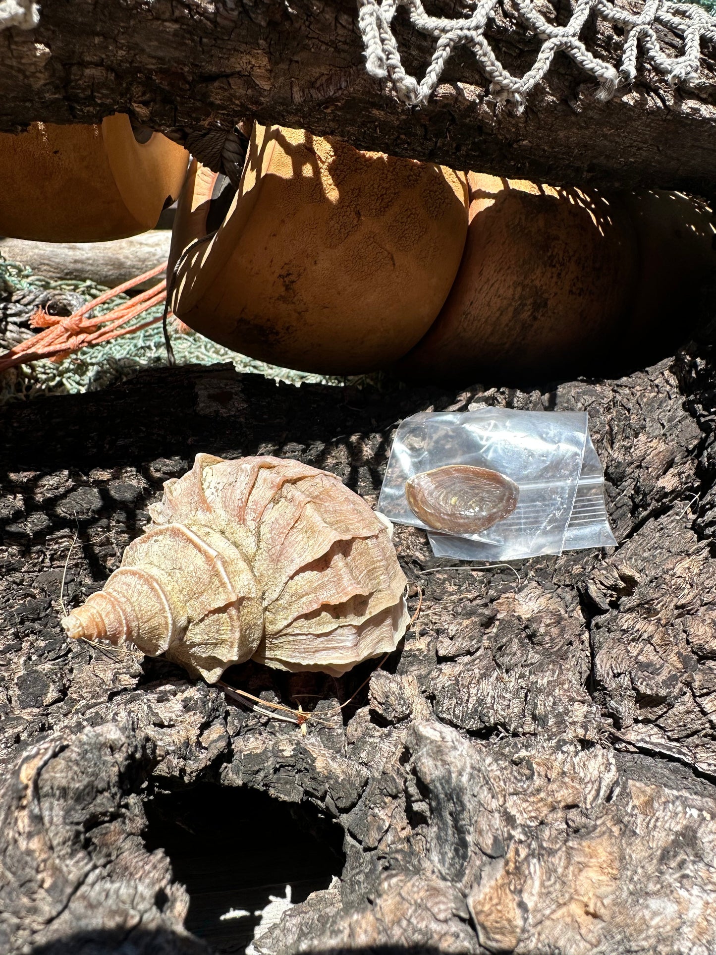 Ezo Neptune - Neptunea polycostata with Documentation & Operculum