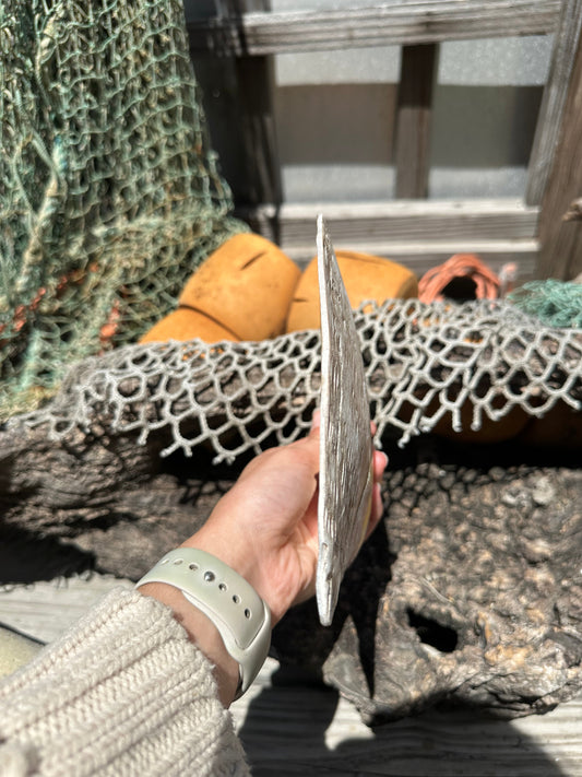 XL Raw Gold Lipped Pearl Oyster Display Shell – Mother of Pearl Specimen Pinctada maxima