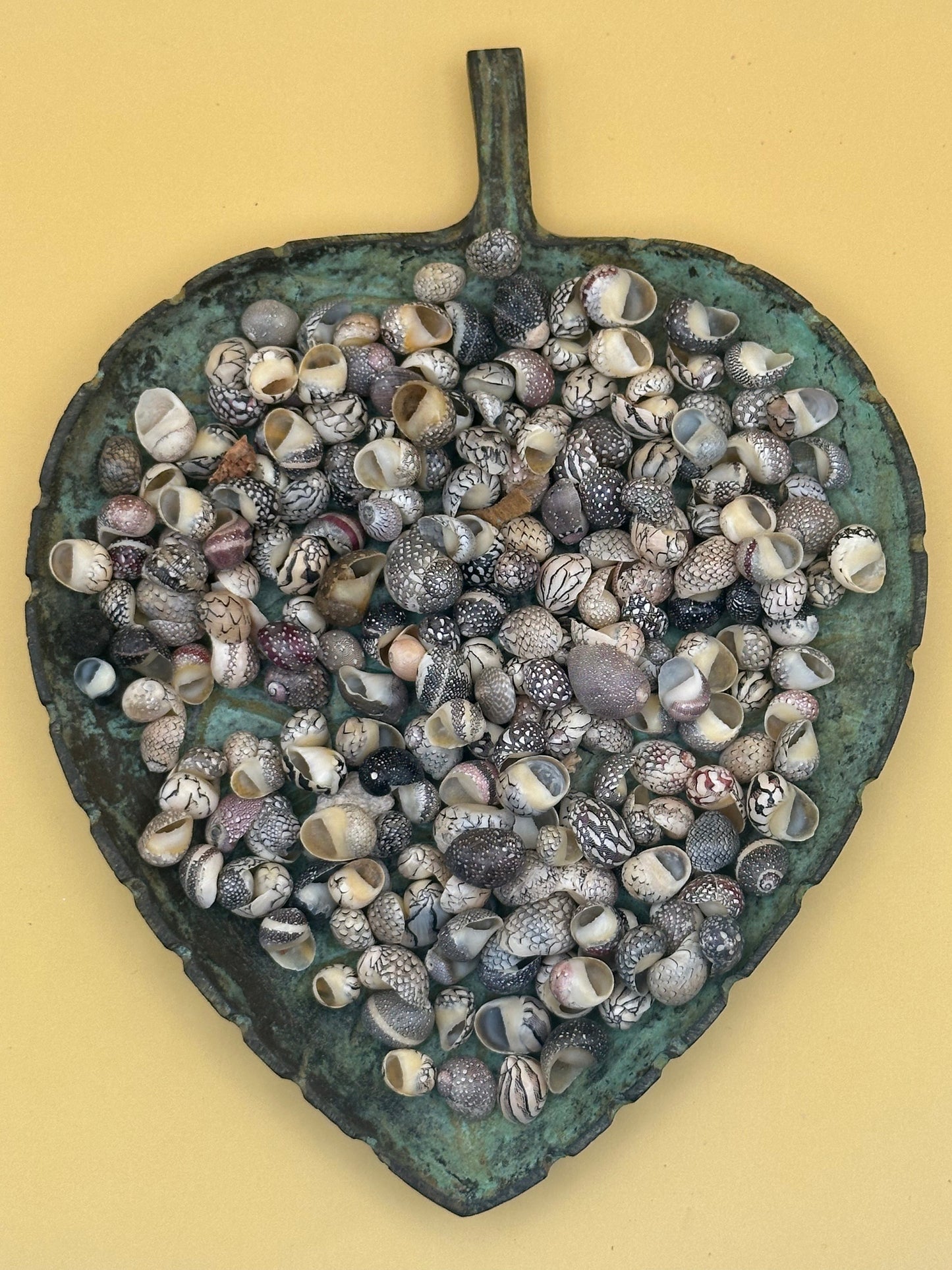 Bulk Mixed Micro Nerita Shells (Nerita sp.) – 10 Pieces Craft Shells for DIY & Collectors