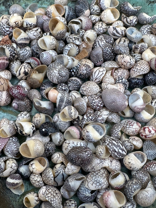 Bulk Mixed Micro Nerita Shells (Nerita sp.) – 10 Pieces Craft Shells for DIY & Collectors