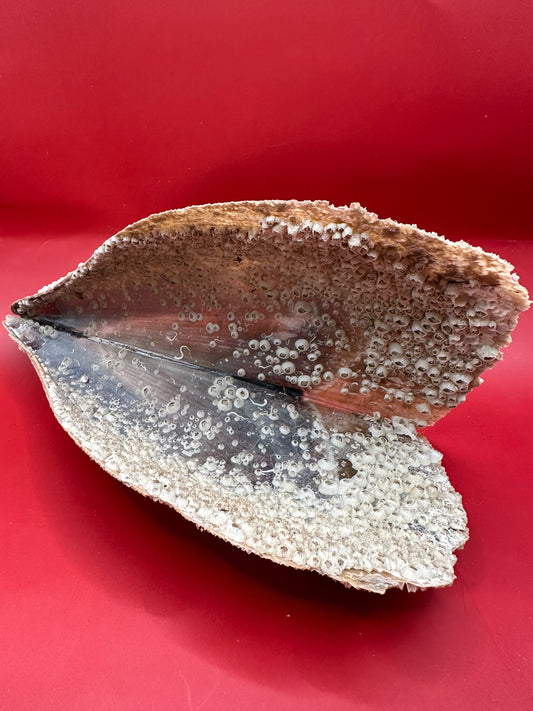 Barnacle Encrusted Rigid Pen Shell Display – Atrina rigida Approx. 8"