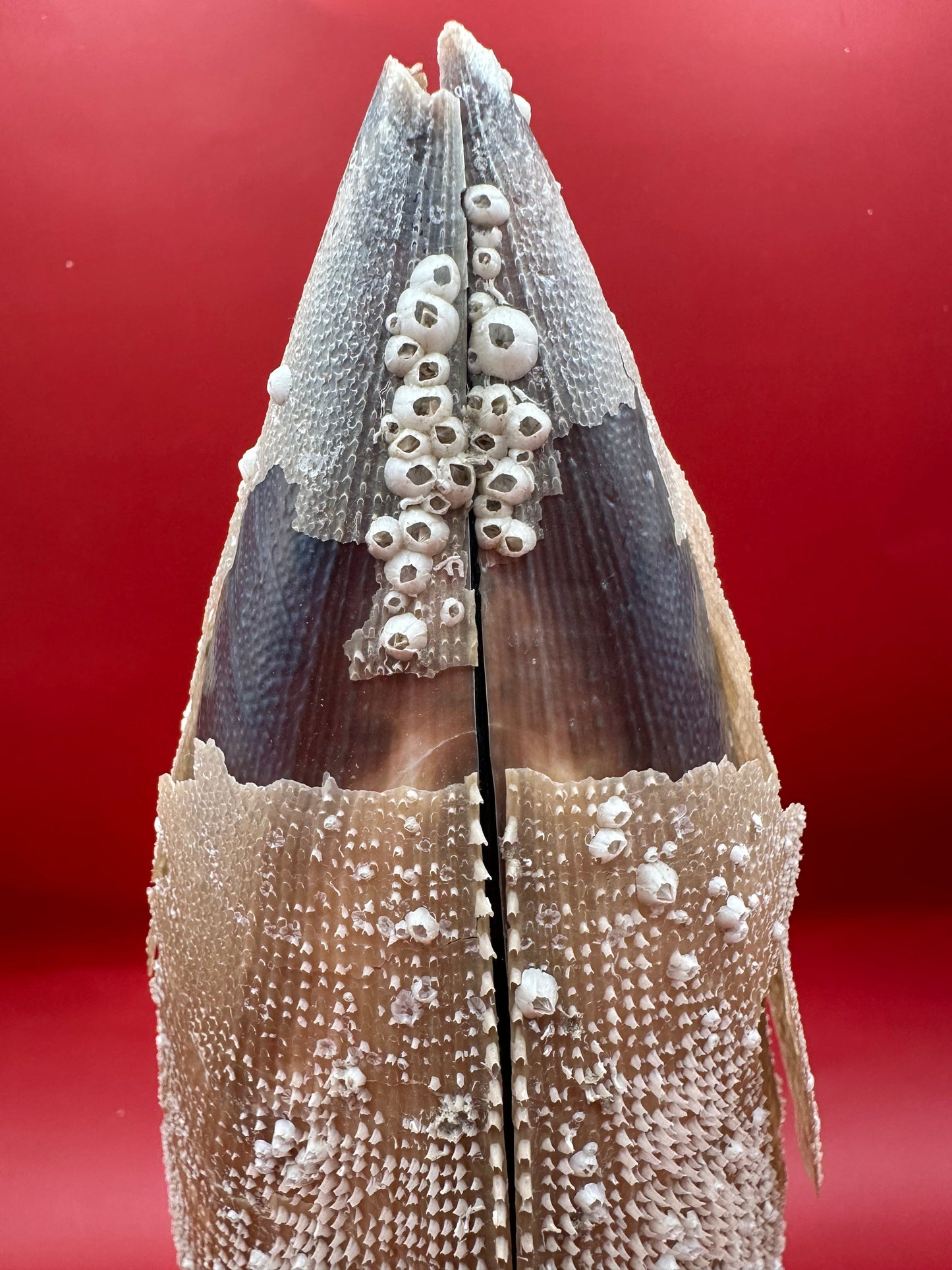 Barnacle Encrusted Rigid Pen Shell Display – Atrina rigida Approx. 8"