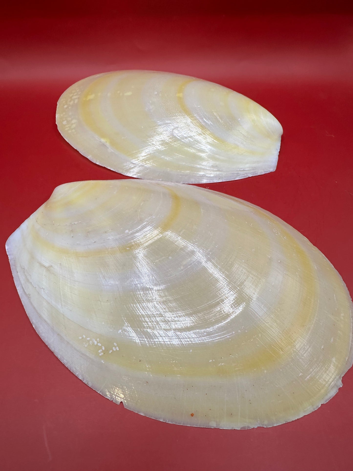 Large Yellow Lima Clam Pair Display Shells – Acesta rathbuni 7"
