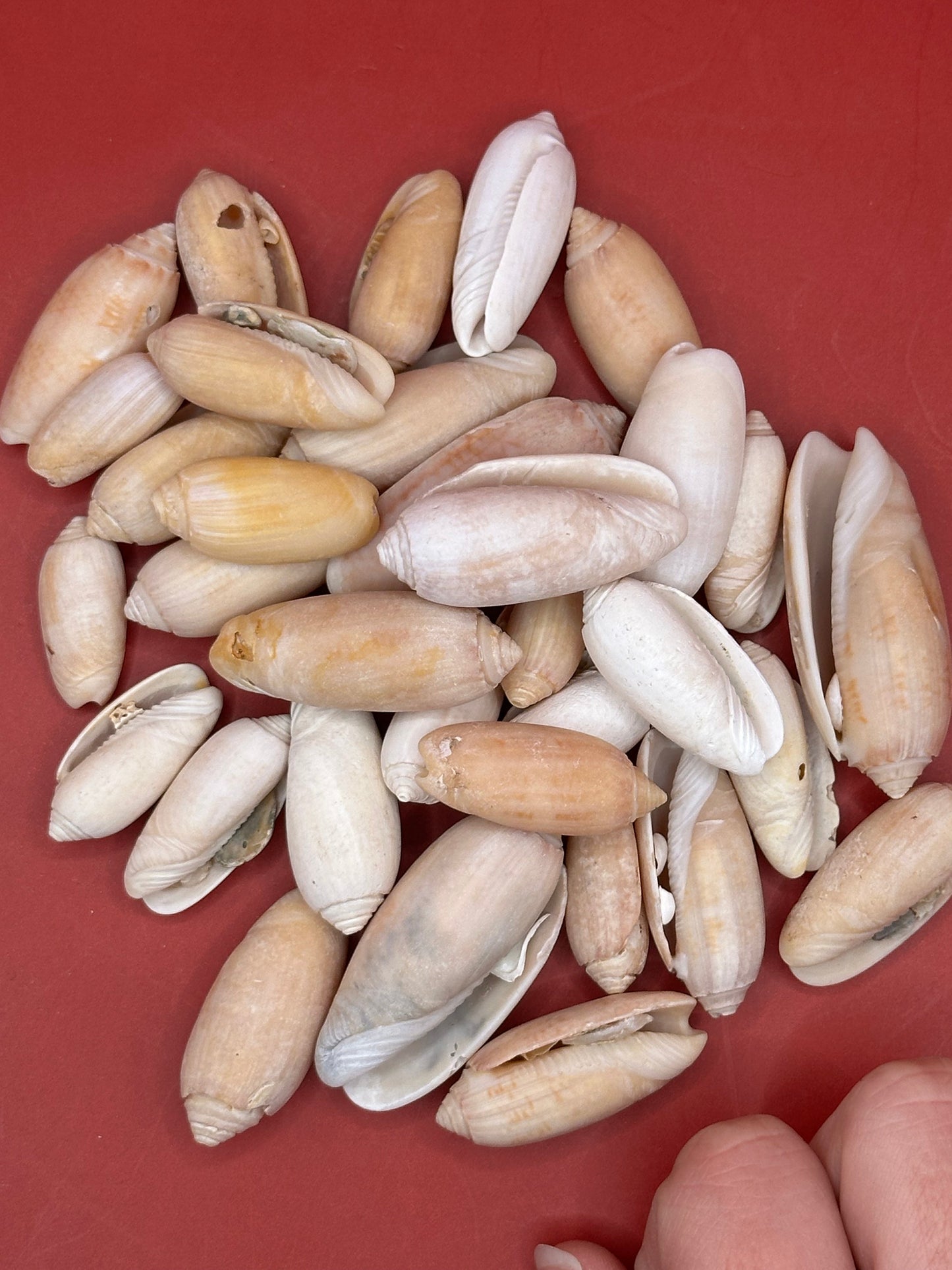 Bulk Olive Shells (Olividae) – 1.5 lbs Beach Weathered Craft Shells 1-2"