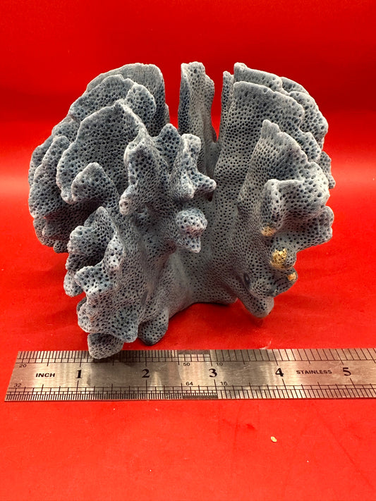 Vintage Blue Ridge Coral Specimen - Natural Coastal Home Decor Piece