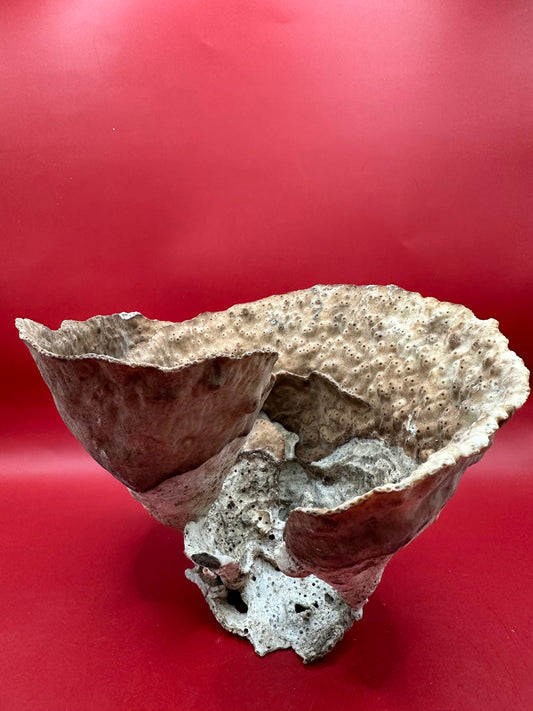 Vintage Natural Cup Coral - Turbinaria reniformis, Exact Coral 7.5x6x5"