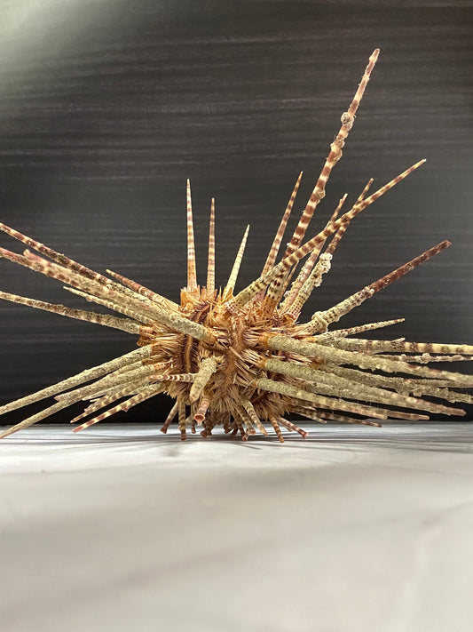 Vintage Zebra Sea Urchin Shell with Spines – Large Marine Specimen Coastal Decor 9"