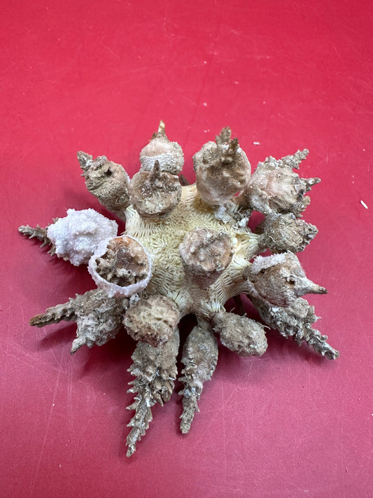 Pine Tree Urchin with Spines – Psychocidaris oshimai, 3"