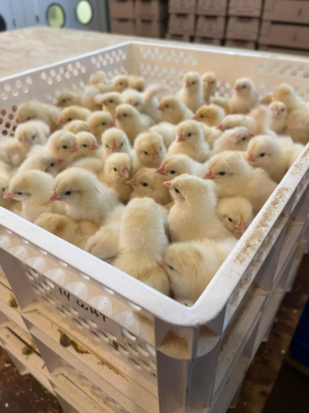 2000 Egg Incubator and Hatcher Combo - Fully Automatic Digital Model SH2000 Combo SuperHatch©