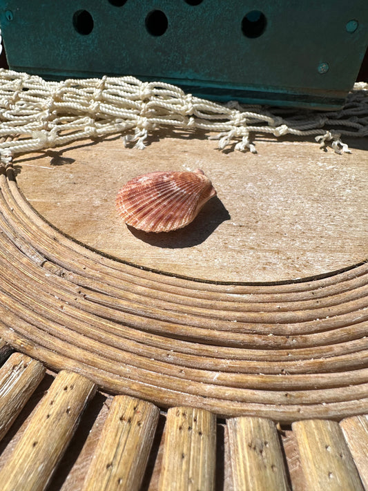 Mimachlamy gloriosa Pair