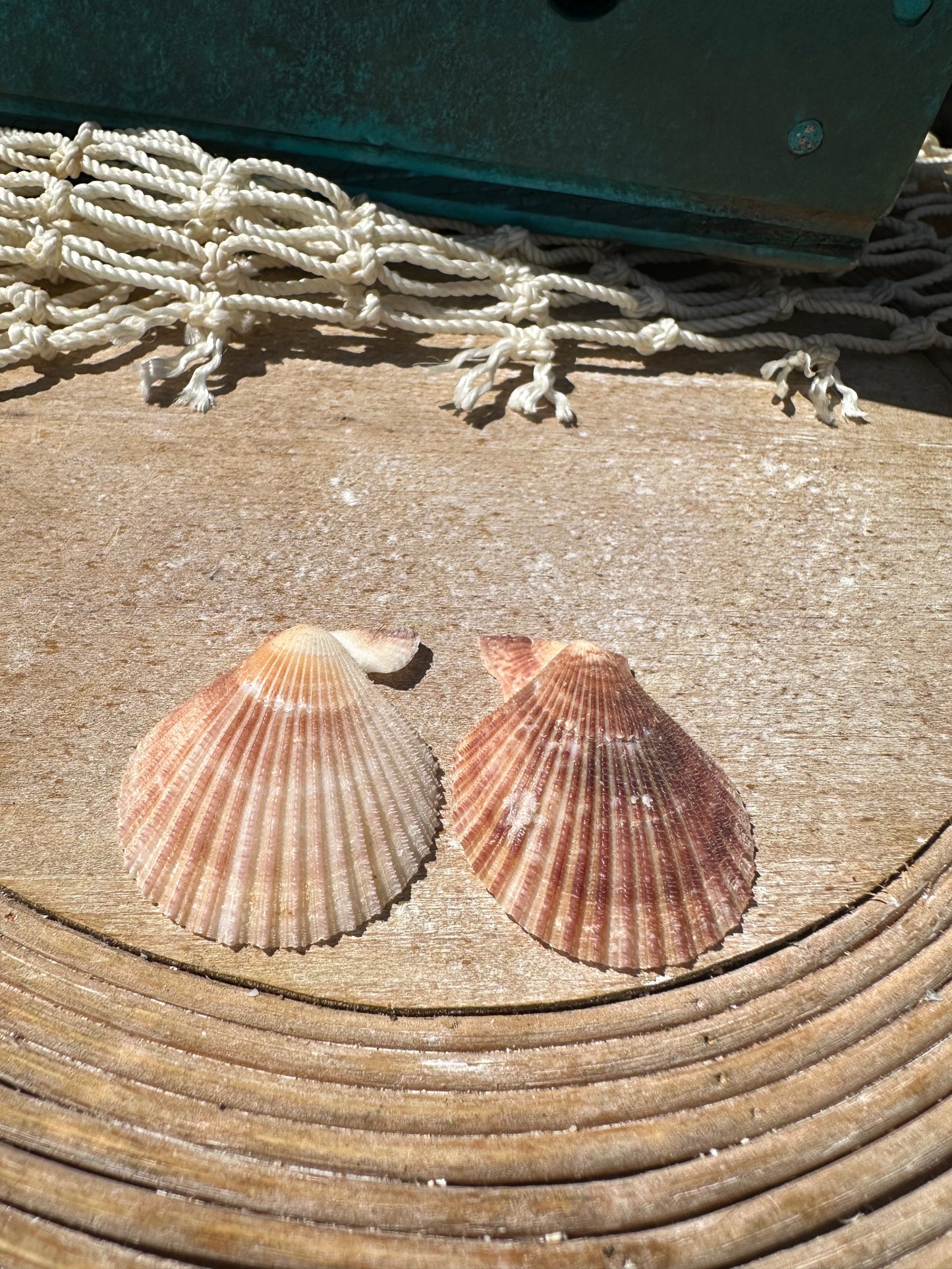 Mimachlamy gloriosa Pair