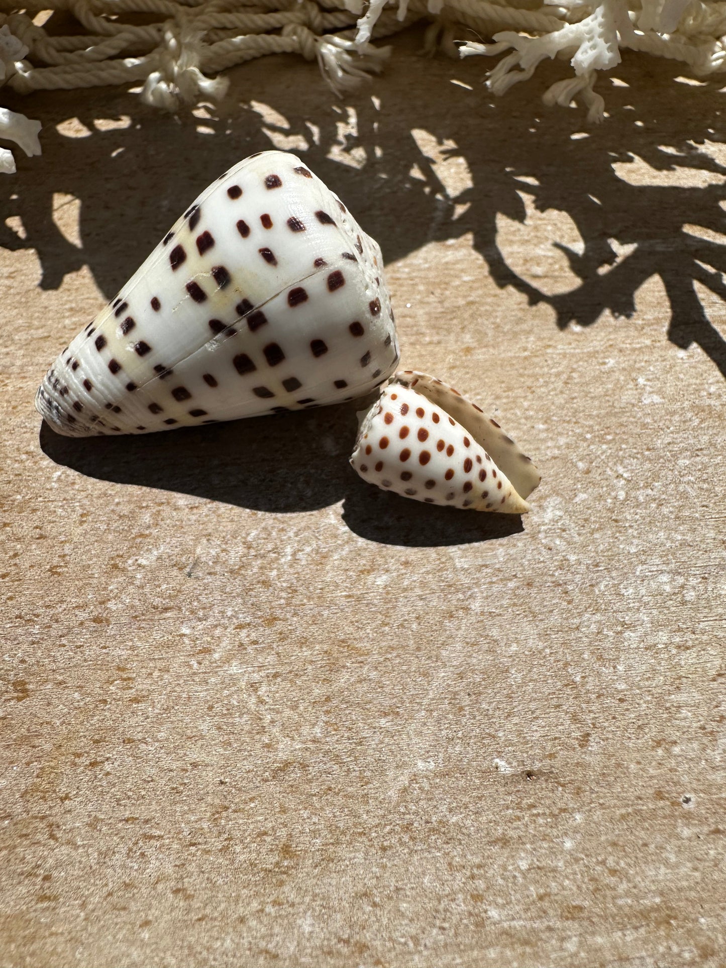 Ivory Cone- Set of 2 with Documentation Perhentian Island