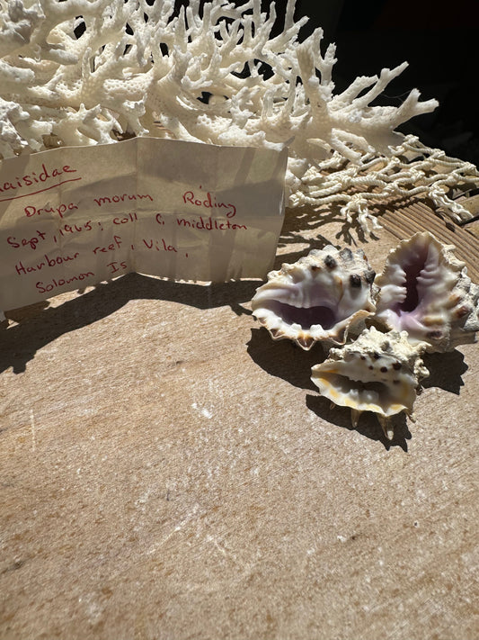 Drupa morum Trio with vintage Documentation collected 1965 C Middleton Harbour Reef, Vila, Solomon Islands