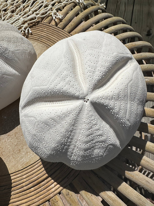 Metalia spatagus Sea Gopher Urchin