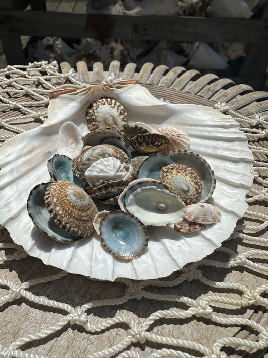 Mixed Limpet Shells Crafting Lot