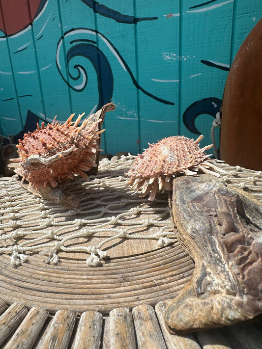 Hammer Wing Oyster Spondylus Clam Shell