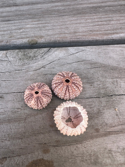 Abracia lixula Black Sea Urchin Shell