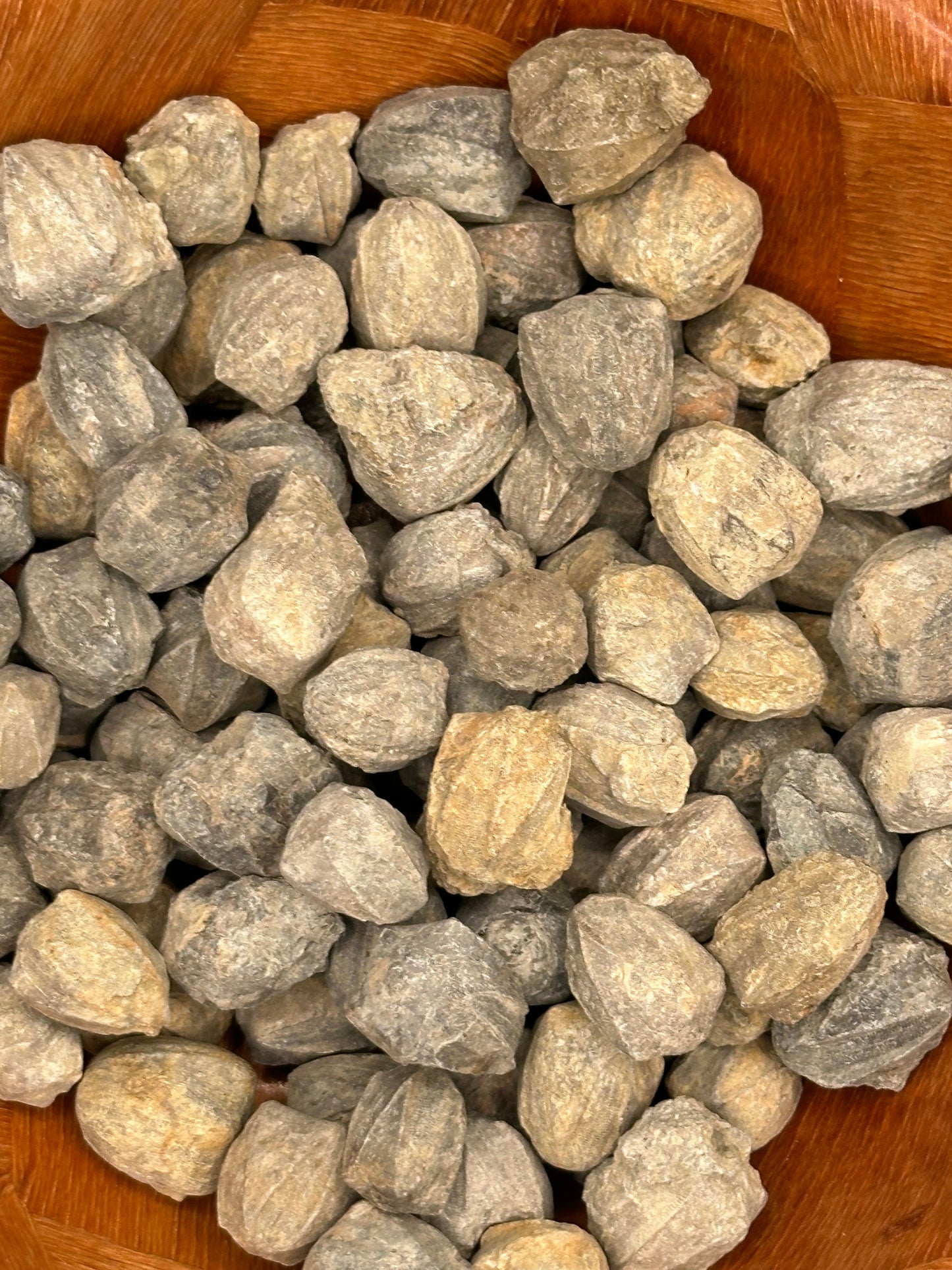 Pentremites Blastoid Fossils 0.5"–1" | Ancient Marine Fossils for Display or Collection