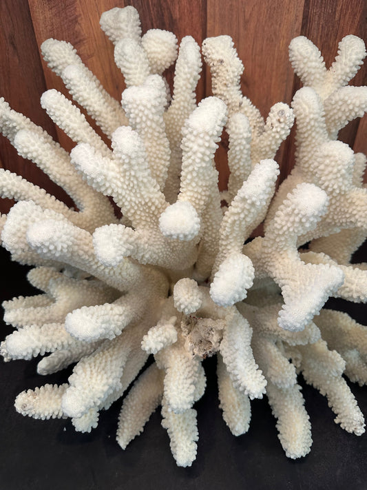 Vintage Cauliflower Coral- 18"x 11"x 15"