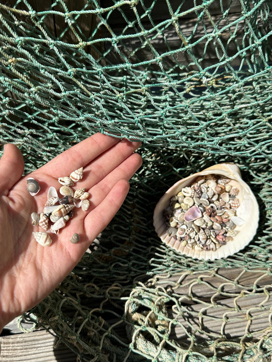 Small Natural Shell Craft Mix