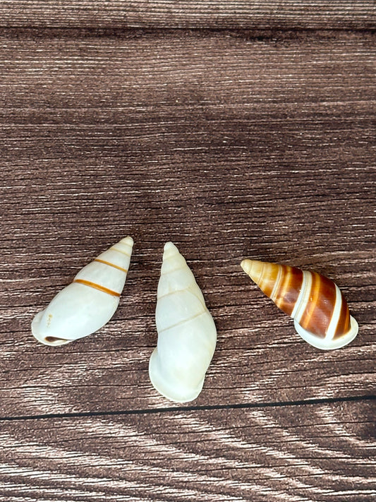 Chrysallis Dolichostyla virgata Land Snail Trio