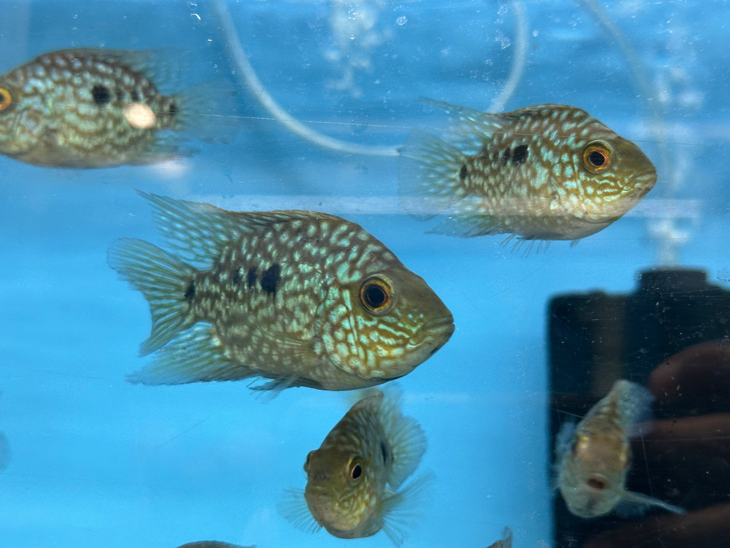 Balloon body carpintis Texas cichlid 3β