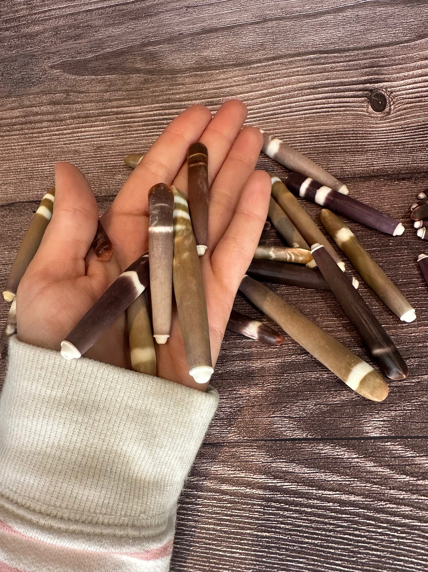 Grade A Pencil Sea Urchin Spines