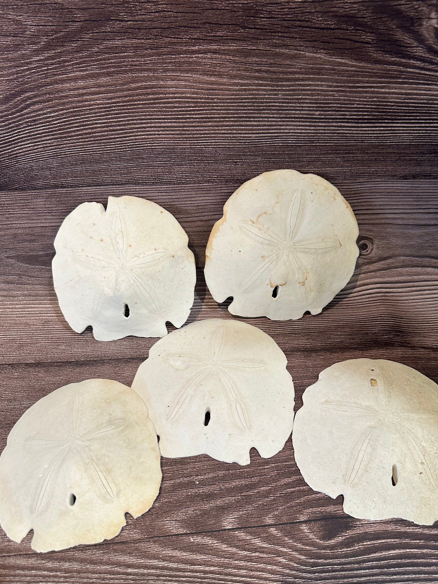 Loose Arrowhead Sand Dollar *Dirty*