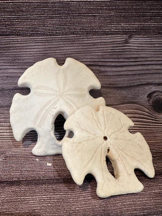 Ivory Mexican Keyhole Sand Dollar